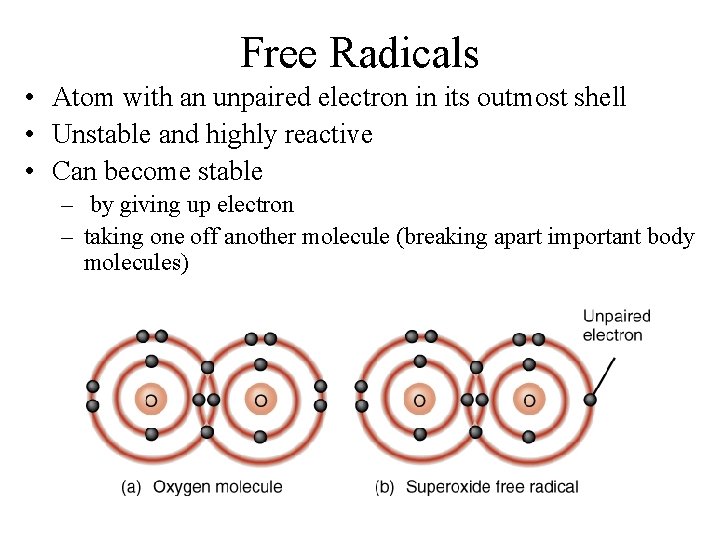 Free Radicals • Atom with an unpaired electron in its outmost shell • Unstable