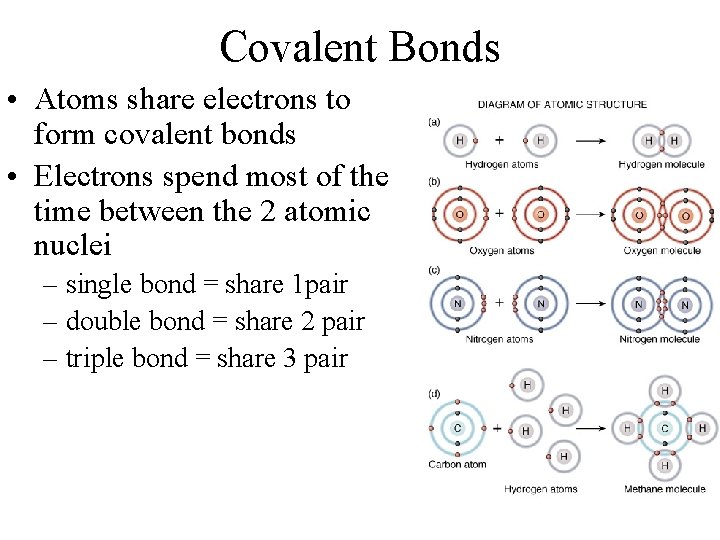 Covalent Bonds • Atoms share electrons to form covalent bonds • Electrons spend most