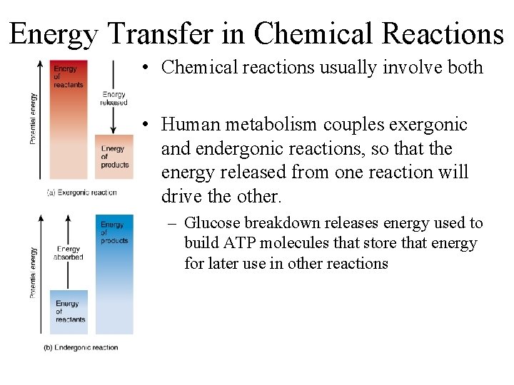 Energy Transfer in Chemical Reactions • Chemical reactions usually involve both • Human metabolism