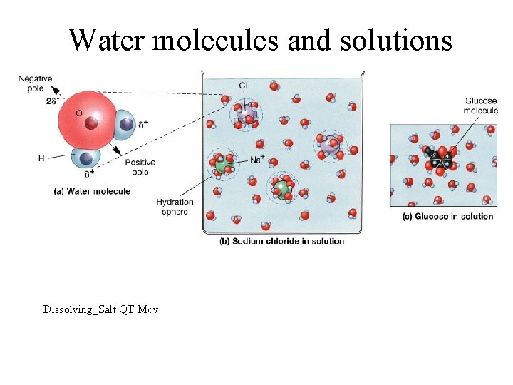 Water molecules and solutions Dissolving_Salt QT Mov 