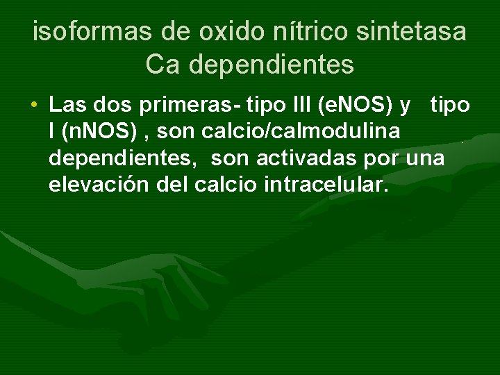 isoformas de oxido nítrico sintetasa Ca dependientes • Las dos primeras- tipo III (e.