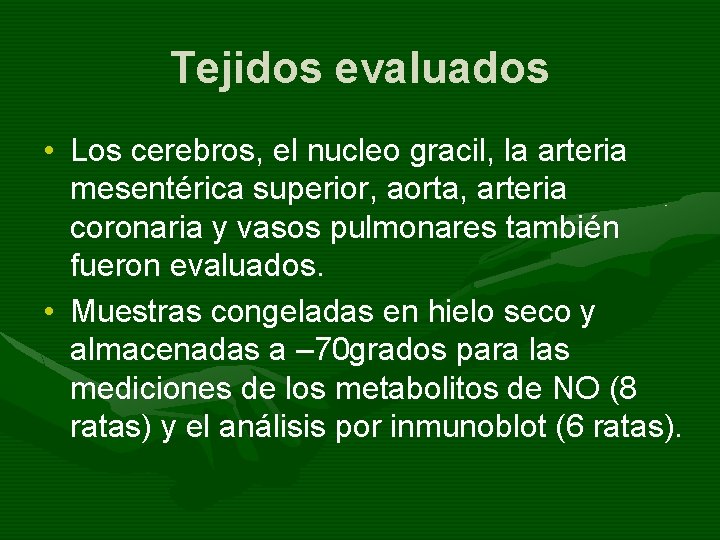 Tejidos evaluados • Los cerebros, el nucleo gracil, la arteria mesentérica superior, aorta, arteria