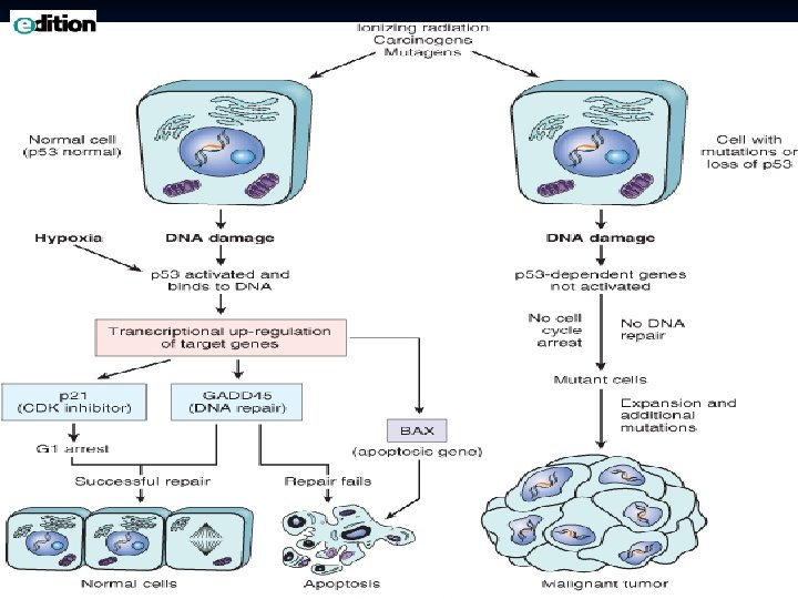 Downloaded from: Robbins & Cotran Pathologic Basis of Disease (on 9 February 2009 07: