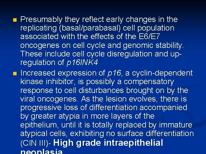n n Presumably they reflect early changes in the replicating (basal/parabasal) cell population associated