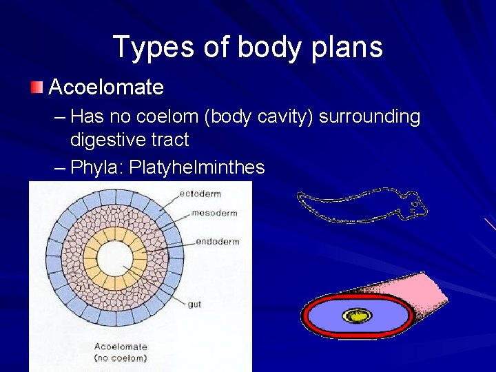 Types of body plans Acoelomate – Has no coelom (body cavity) surrounding digestive tract