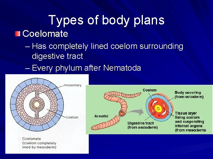 Types of body plans Coelomate – Has completely lined coelom surrounding digestive tract –