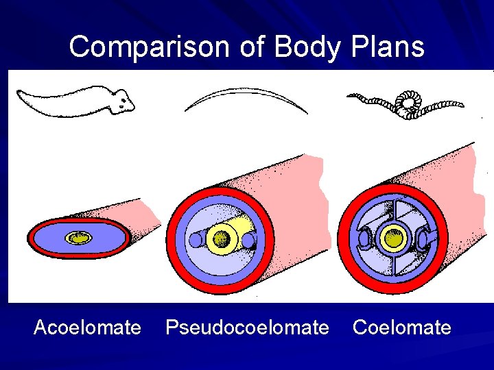 Comparison of Body Plans Acoelomate Pseudocoelomate Coelomate 