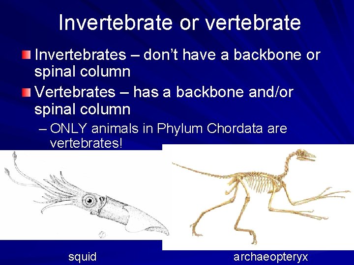 Invertebrate or vertebrate Invertebrates – don’t have a backbone or spinal column Vertebrates –