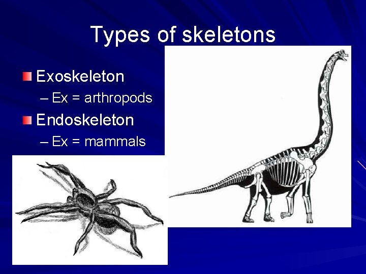 Types of skeletons Exoskeleton – Ex = arthropods Endoskeleton – Ex = mammals 