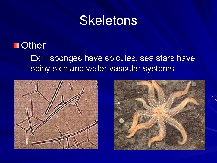 Skeletons Other – Ex = sponges have spicules, sea stars have spiny skin and
