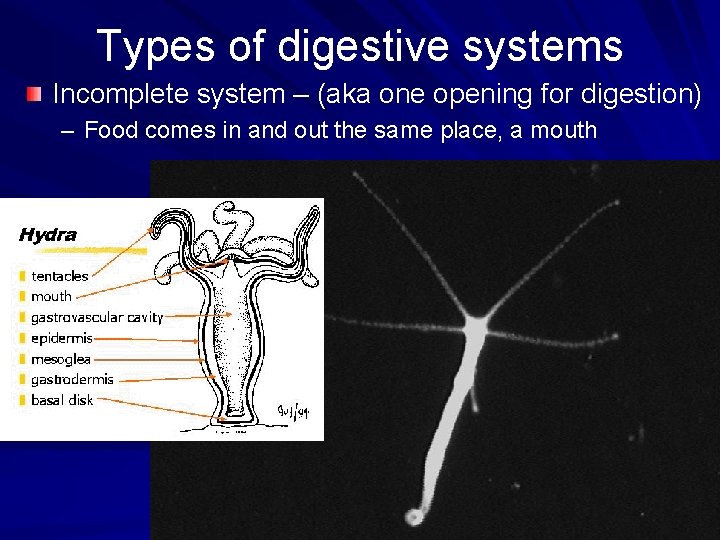 Types of digestive systems Incomplete system – (aka one opening for digestion) – Food