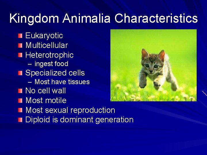 Kingdom Animalia Characteristics Eukaryotic Multicellular Heterotrophic – ingest food Specialized cells – Most have