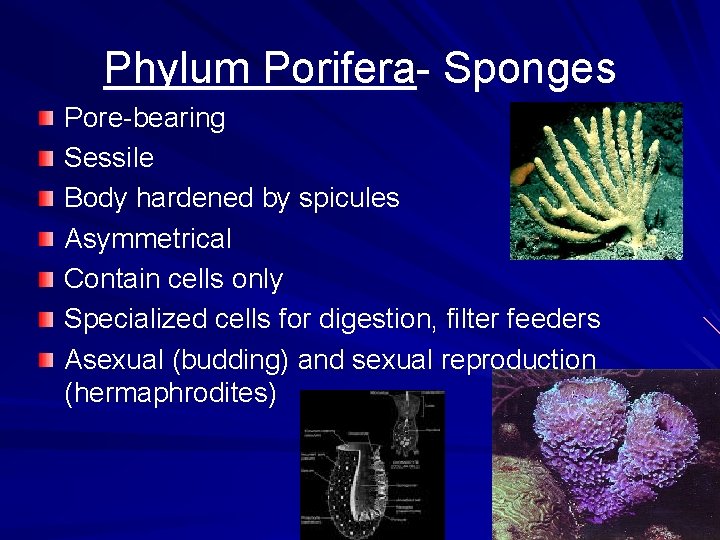 Phylum Porifera- Sponges Pore-bearing Sessile Body hardened by spicules Asymmetrical Contain cells only Specialized