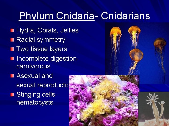 Phylum Cnidaria- Cnidarians Hydra, Corals, Jellies Radial symmetry Two tissue layers Incomplete digestioncarnivorous Asexual