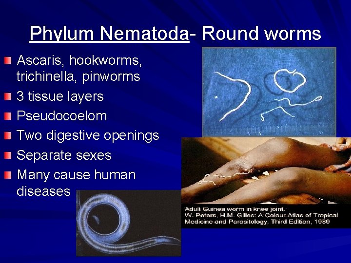 Phylum Nematoda- Round worms Ascaris, hookworms, trichinella, pinworms 3 tissue layers Pseudocoelom Two digestive