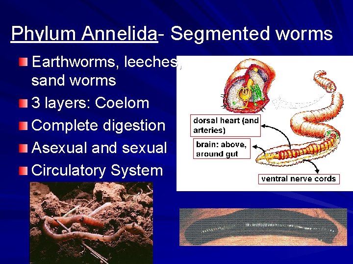 Phylum Annelida- Segmented worms Earthworms, leeches, sand worms 3 layers: Coelom Complete digestion Asexual