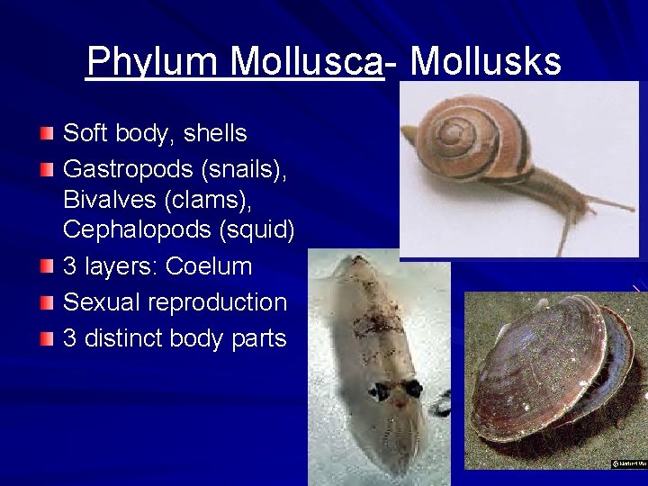 Phylum Mollusca- Mollusks Soft body, shells Gastropods (snails), Bivalves (clams), Cephalopods (squid) 3 layers: