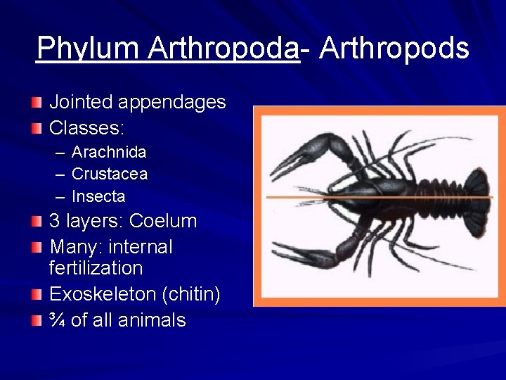 Phylum Arthropoda- Arthropods Jointed appendages Classes: – – – Arachnida Crustacea Insecta 3 layers: