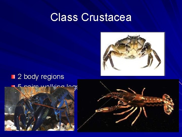 Class Crustacea 2 body regions 5 pairs walking legs 3 pairs mandibles 2 pairs