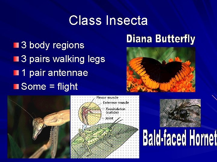 Class Insecta 3 body regions 3 pairs walking legs 1 pair antennae Some =