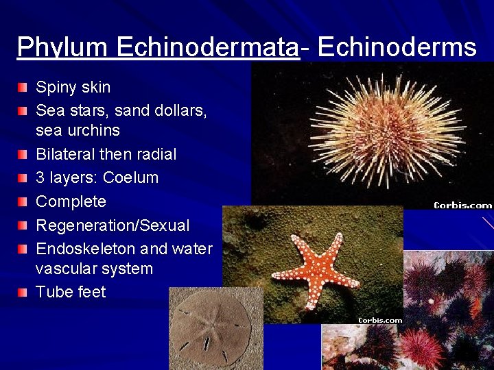 Phylum Echinodermata- Echinoderms Spiny skin Sea stars, sand dollars, sea urchins Bilateral then radial