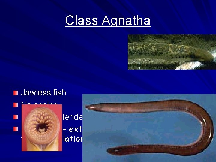 Class Agnatha Jawless fish No scales Long and slender Ectotherm- external temp. regulation 