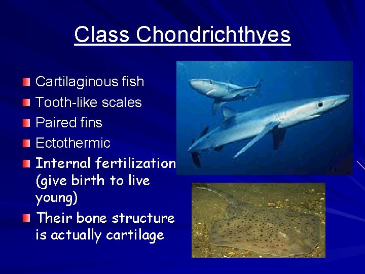 Class Chondrichthyes Cartilaginous fish Tooth-like scales Paired fins Ectothermic Internal fertilization (give birth to
