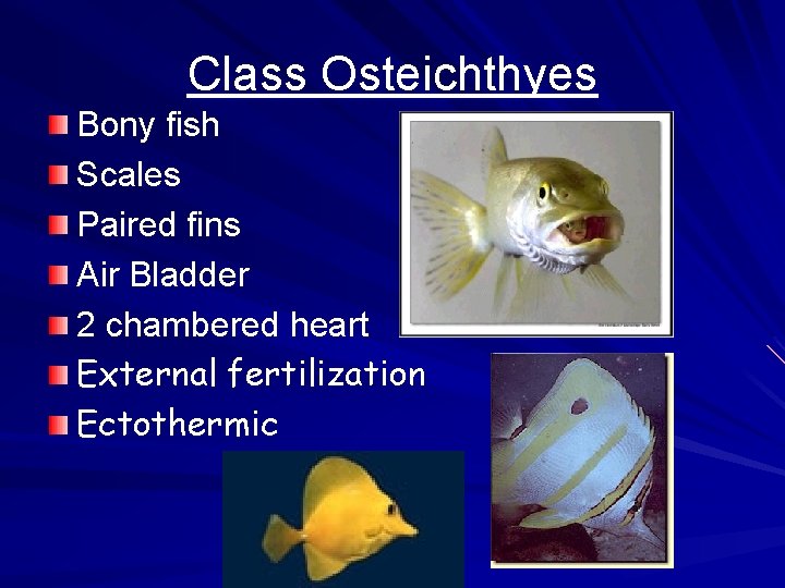 Class Osteichthyes Bony fish Scales Paired fins Air Bladder 2 chambered heart External fertilization