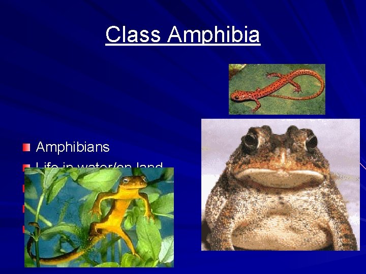 Class Amphibians Life in water/on land Gills then lungs 3 chambered heart Ectothermic 