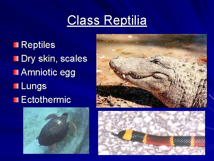 Class Reptilia Reptiles Dry skin, scales Amniotic egg Lungs Ectothermic 