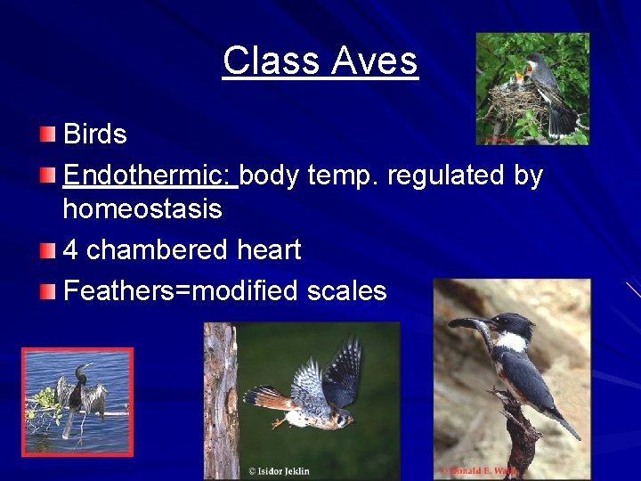 Class Aves Birds Endothermic: body temp. regulated by homeostasis 4 chambered heart Feathers=modified scales