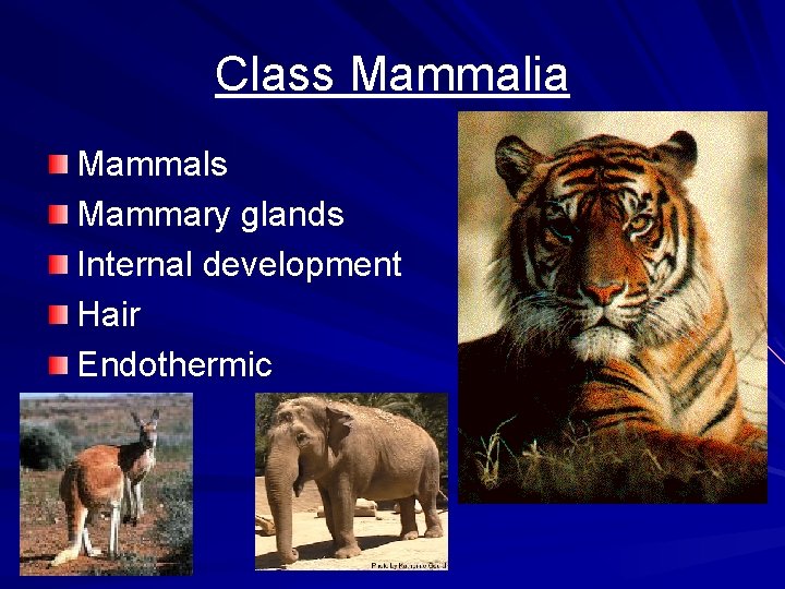 Class Mammalia Mammals Mammary glands Internal development Hair Endothermic 