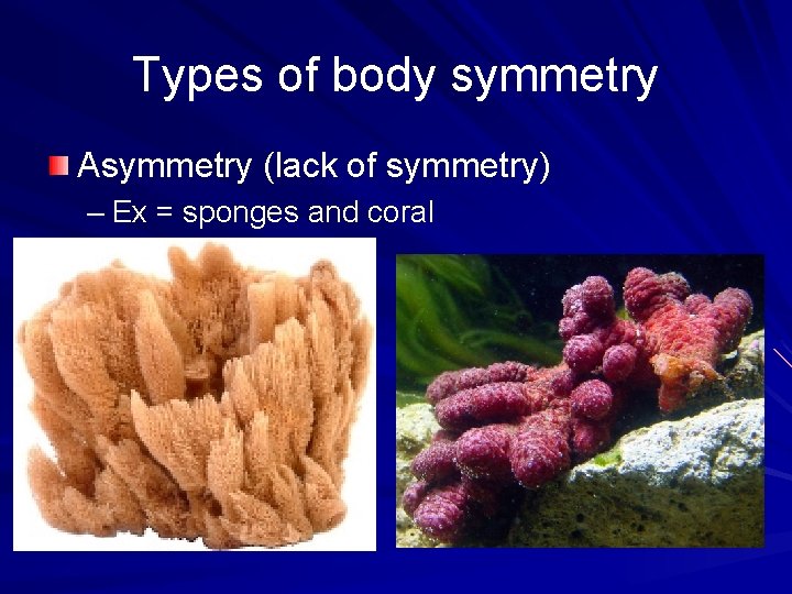 Types of body symmetry Asymmetry (lack of symmetry) – Ex = sponges and coral