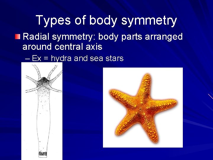 Types of body symmetry Radial symmetry: body parts arranged around central axis – Ex