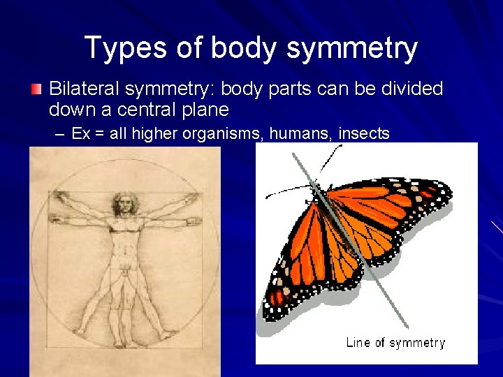 Types of body symmetry Bilateral symmetry: body parts can be divided down a central