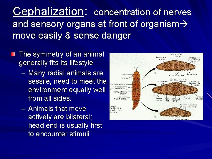 Cephalization: concentration of nerves and sensory organs at front of organism move easily &