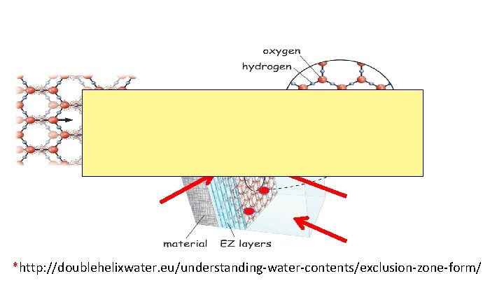 *http: //doublehelixwater. eu/understanding-water-contents/exclusion-zone-form/ 