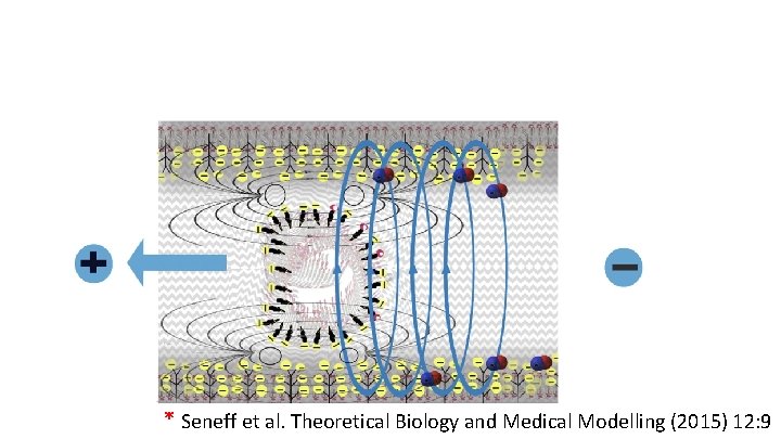 * Seneff et al. Theoretical Biology and Medical Modelling (2015) 12: 9 