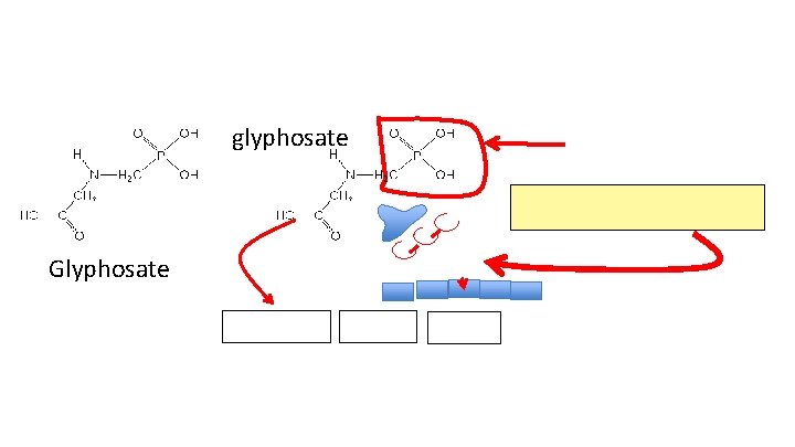 glyphosate Glycine 