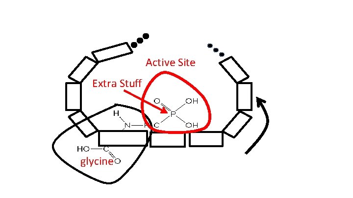 Active Site Extra Stuff glycine 