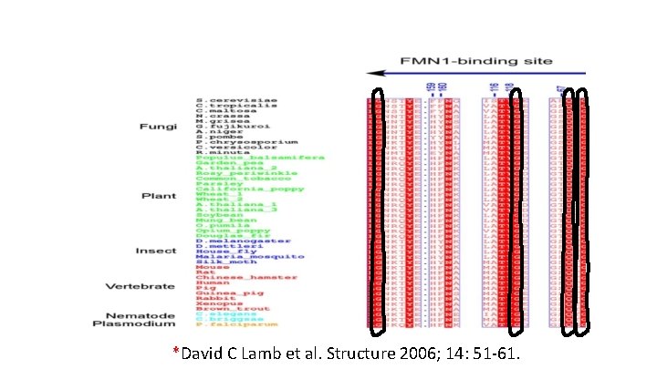 *David C Lamb et al. Structure 2006; 14: 51 -61. 
