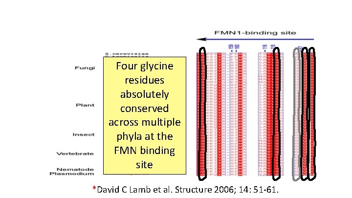 Four glycine residues absolutely conserved across multiple phyla at the FMN binding site *David