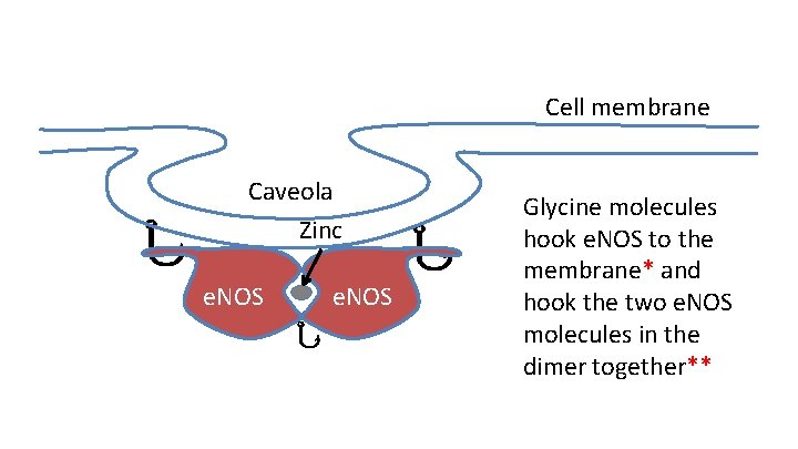Cell membrane Caveola Zinc e. NOS Glycine molecules hook e. NOS to the membrane*
