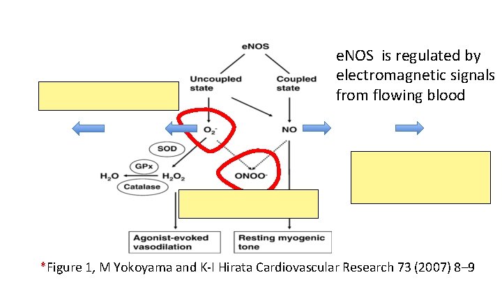 e. NOS is regulated by electromagnetic signals from flowing blood *Figure 1, M Yokoyama