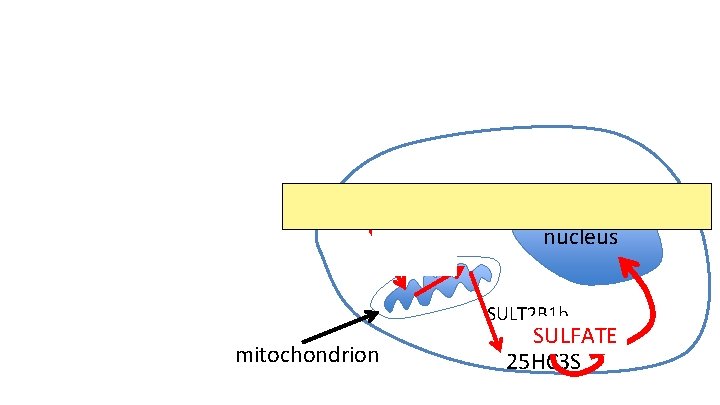 St. AR nucleus SULT 2 B 1 b mitochondrion SULFATE 25 HC 3 S