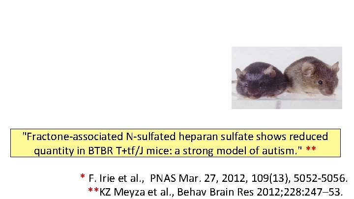 "Fractone-associated N-sulfated heparan sulfate shows reduced quantity in BTBR T+tf/J mice: a strong model