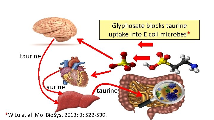 Glyphosate blocks taurine uptake into E coli microbes* taurine *W Lu et al. Mol