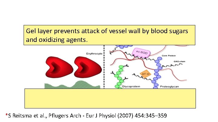 Gel layer prevents attack of vessel wall by blood sugars and oxidizing agents. *S