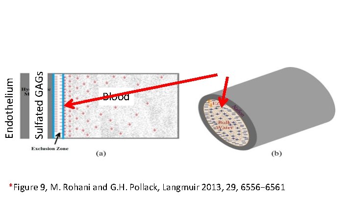 Sulfated GAGs Endothelium Blood *Figure 9, M. Rohani and G. H. Pollack, Langmuir 2013,