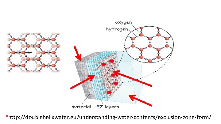 *http: //doublehelixwater. eu/understanding-water-contents/exclusion-zone-form/ 